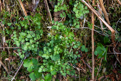Cardamine umbellata