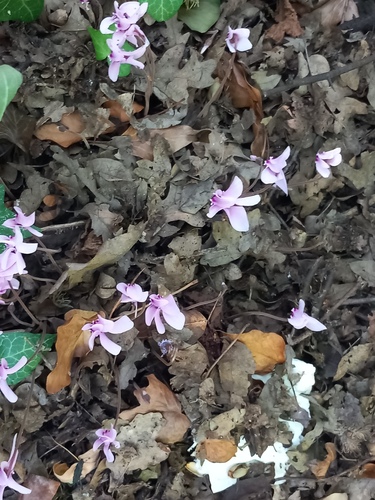 Ivy-leaved cyclamen