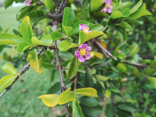 Malpighia emarginata