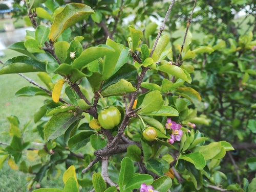 Malpighia emarginata