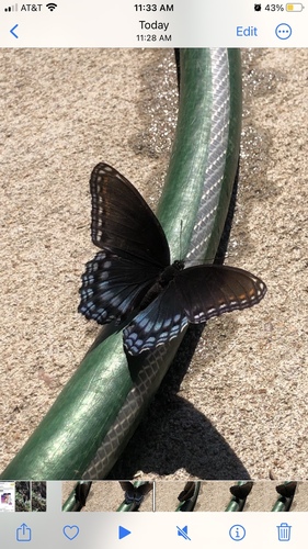 Red-spotted Purple
