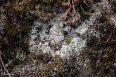 Lepraria subalbicans