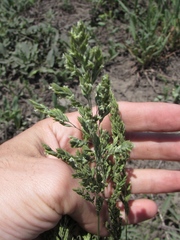 Poa angustifolia