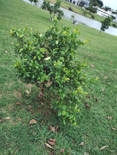 Citrus hystrix observed 2026-09-07