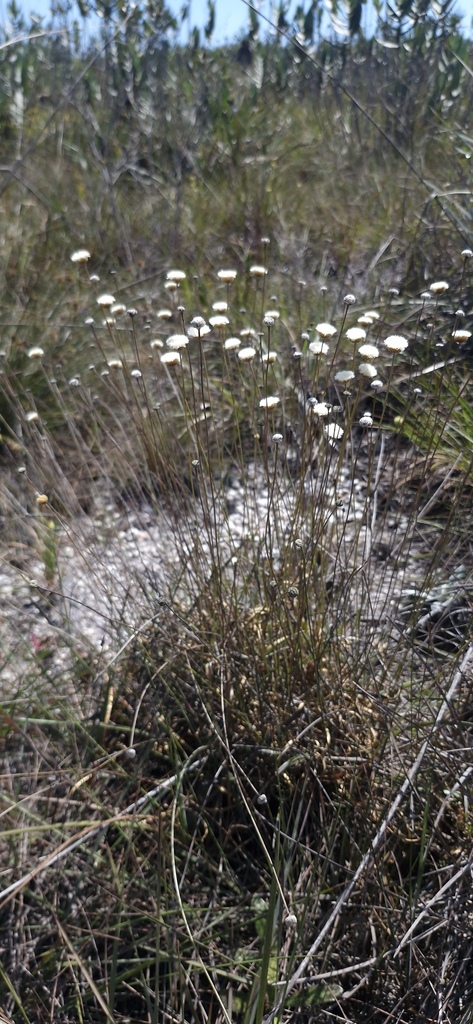 Comanthera cipoensis