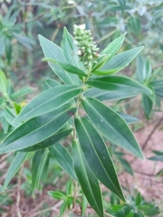 Veronica stricta
