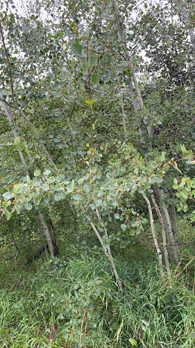 quaking aspen