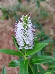 Veronica stricta