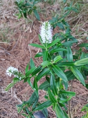 Veronica stricta