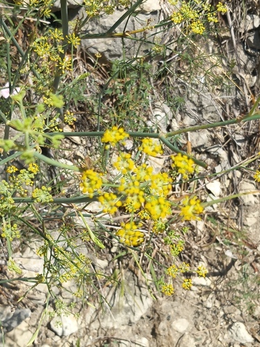 fennel