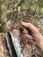 Plestiodon laticeps