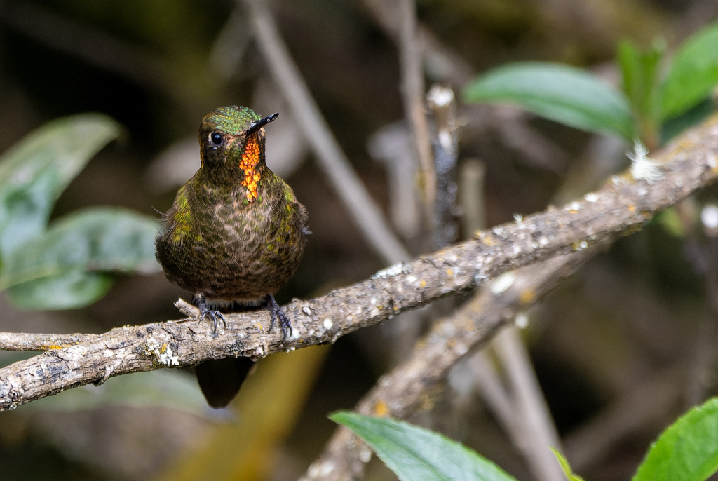 Fire-throated Metaltail