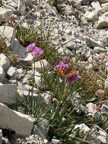 Small Tortoiseshell