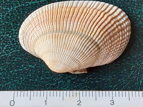 grooved carpet shell