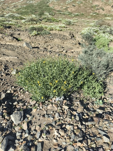 Encelia canescens, photograph 4