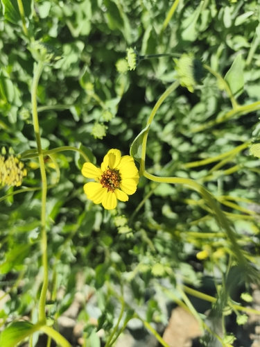 Encelia canescens, photograph 5