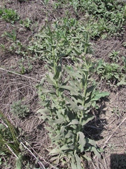Hesperis pycnotricha