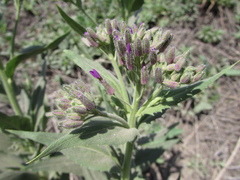 Hesperis pycnotricha