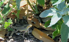 Holbrookia propinqua