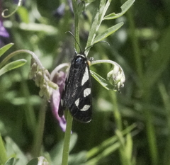 Alypia mariposa