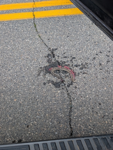 Northern Pacific Rattlesnake