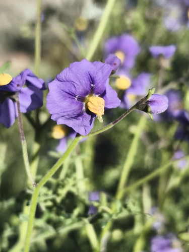 Solanum pinnatum, photograph 4