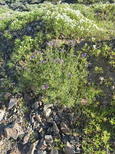 Solanum pinnatum, photograph 5