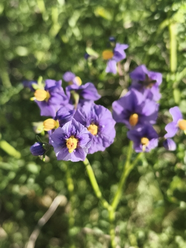 Solanum pinnatum, photograph 6