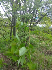Salix taraikensis