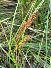 author not stated, no rights reserved Carex utriculata, photograph author not stated, no rights reserved