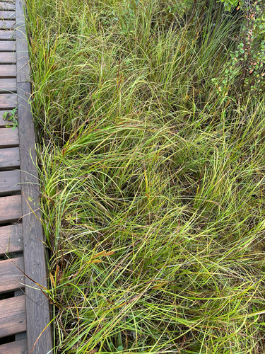 Carex utriculata, photograph 5