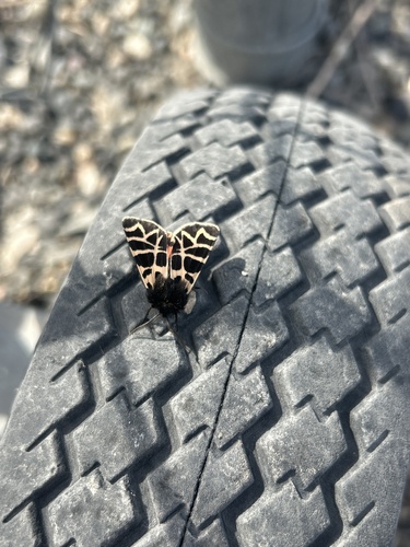 Nevada Tiger Moth
