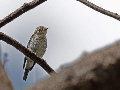 Ultramarine Flycatcher