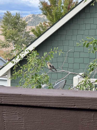 Evening Grosbeak