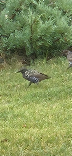 European Starling