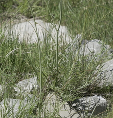 Perideridia californica