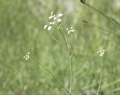 Perideridia californica