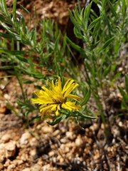 Heterotheca stenophylla