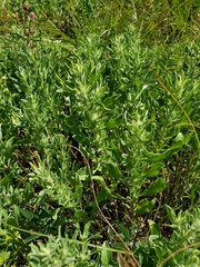 Heterotheca stenophylla