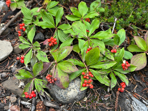 Canadian bunchberry