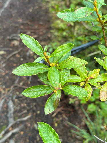 White-flowered Rhododendron