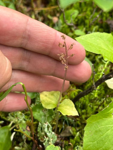 Heartleaf Twayblade