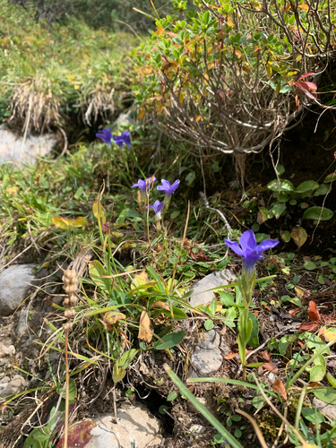 Fringe-flowered Gentian