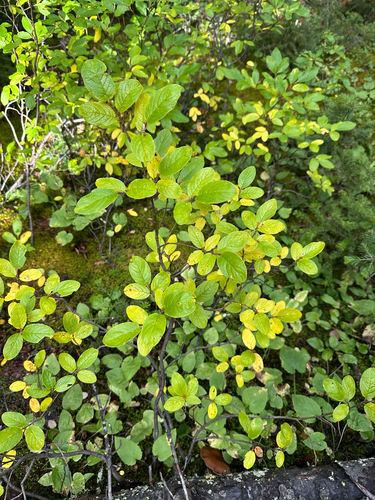 Salix vestita, photograph 5