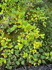 author not stated, no rights reserved Salix vestita, photograph author not stated, no rights reserved