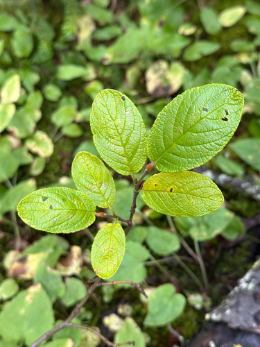 Rock Willow