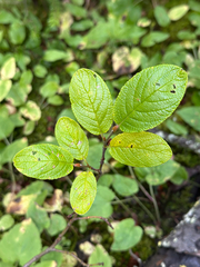 Salix vestita