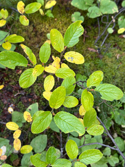 author not stated, no rights reserved Salix vestita, photograph author not stated, no rights reserved