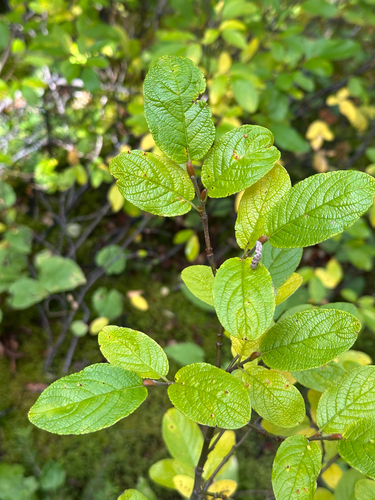 Salix vestita, photograph 4