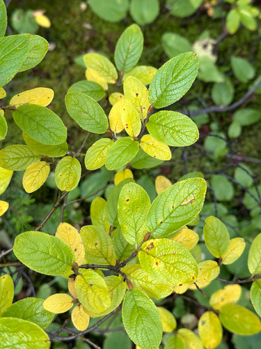 Salix vestita, photograph 2